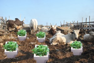 Soilless Agriculture